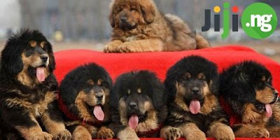 10 peculiarities of training Tibetan mastiff